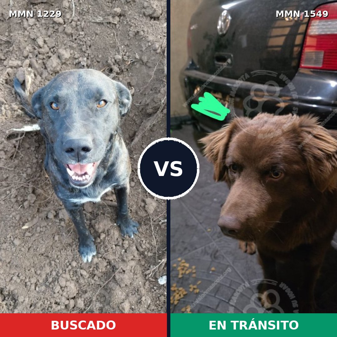 Comparativa MMS 30577: mascota perdida y mascota encontrada, 32% de similitud