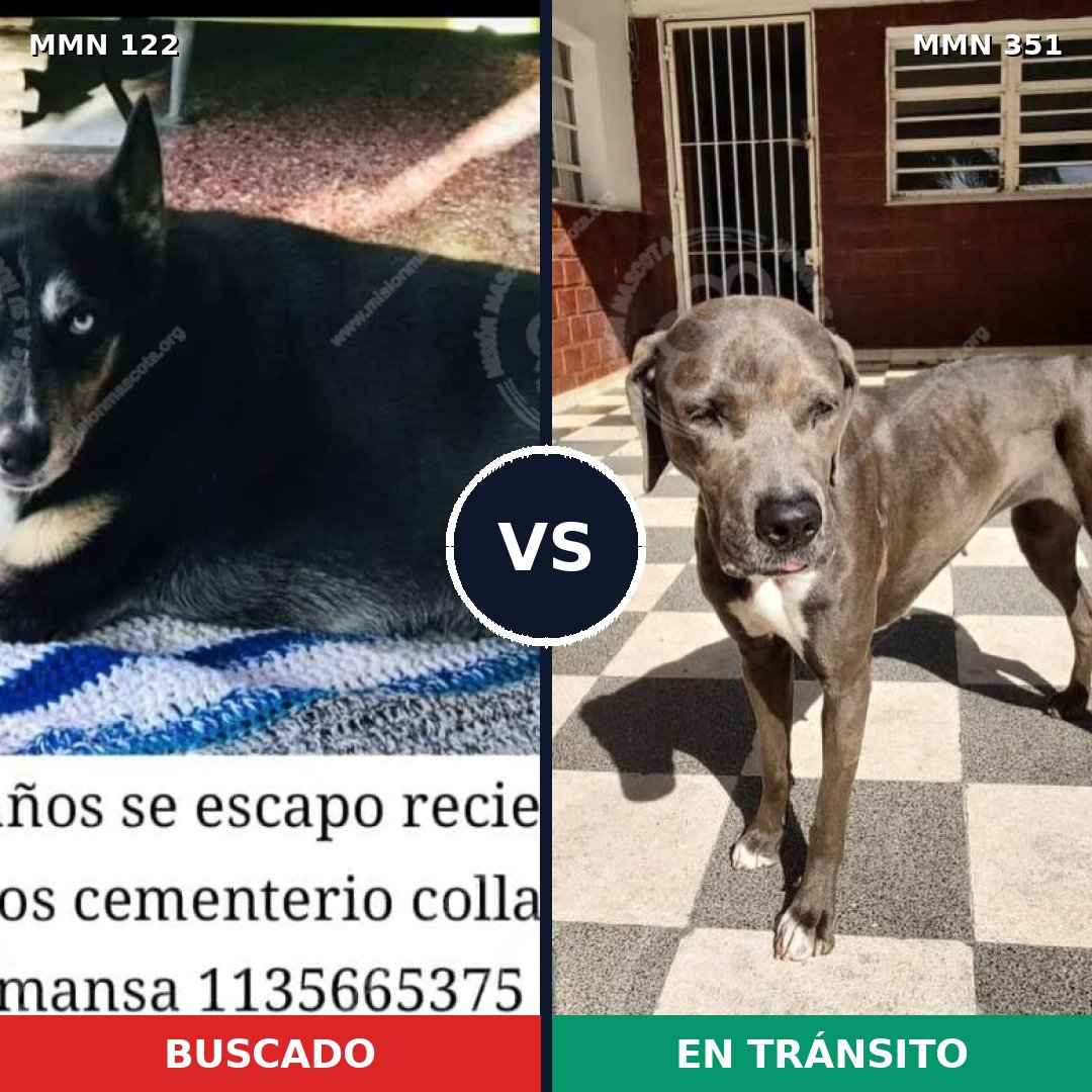 Comparativa MMS 3058: mascota perdida y mascota encontrada, 8% de similitud