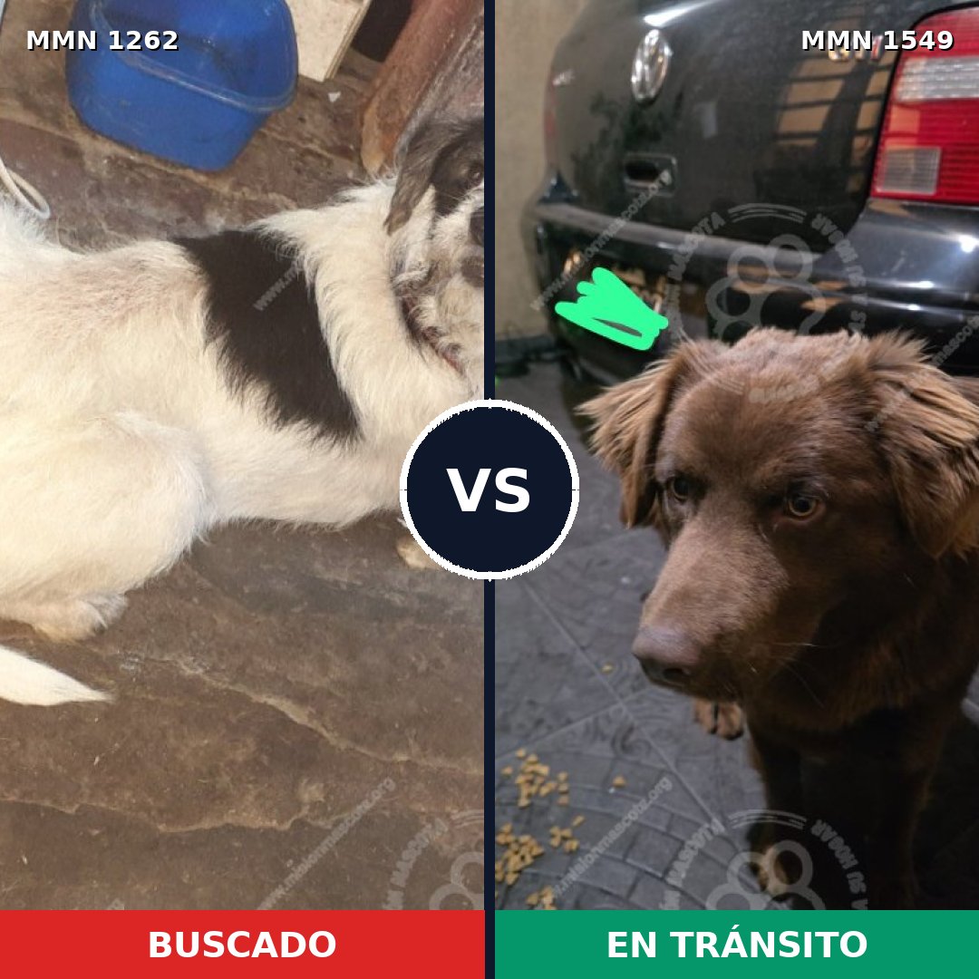 Comparativa MMS 30581: mascota perdida y mascota encontrada, 61% de similitud