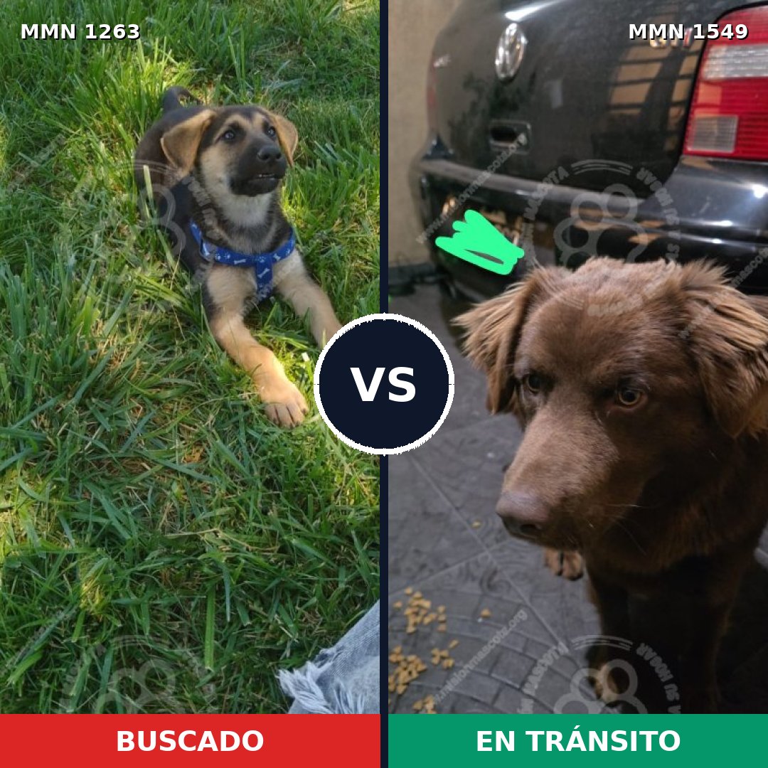 Comparativa MMS 30582: mascota perdida y mascota encontrada, 29% de similitud