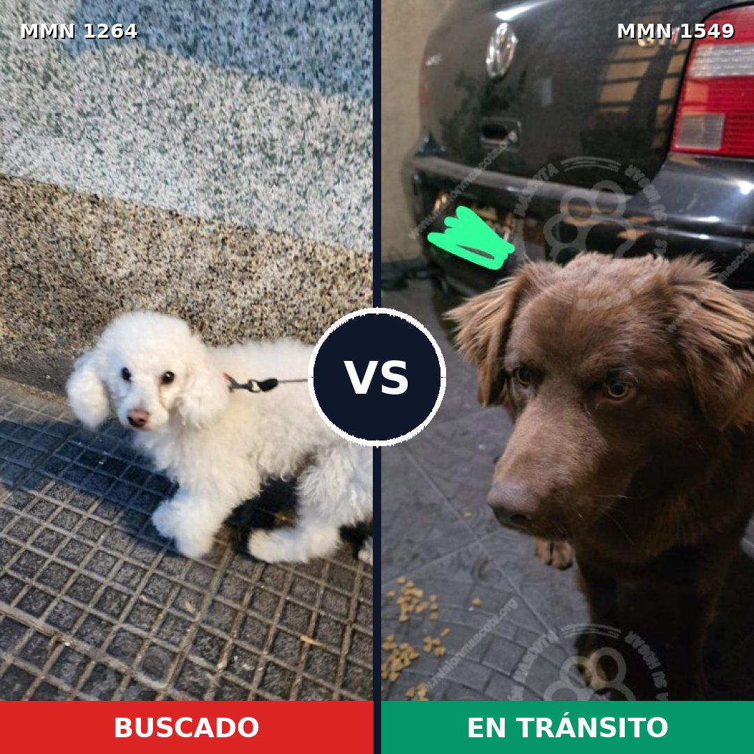 Comparativa MMS 30583: mascota perdida y mascota encontrada, 35% de similitud