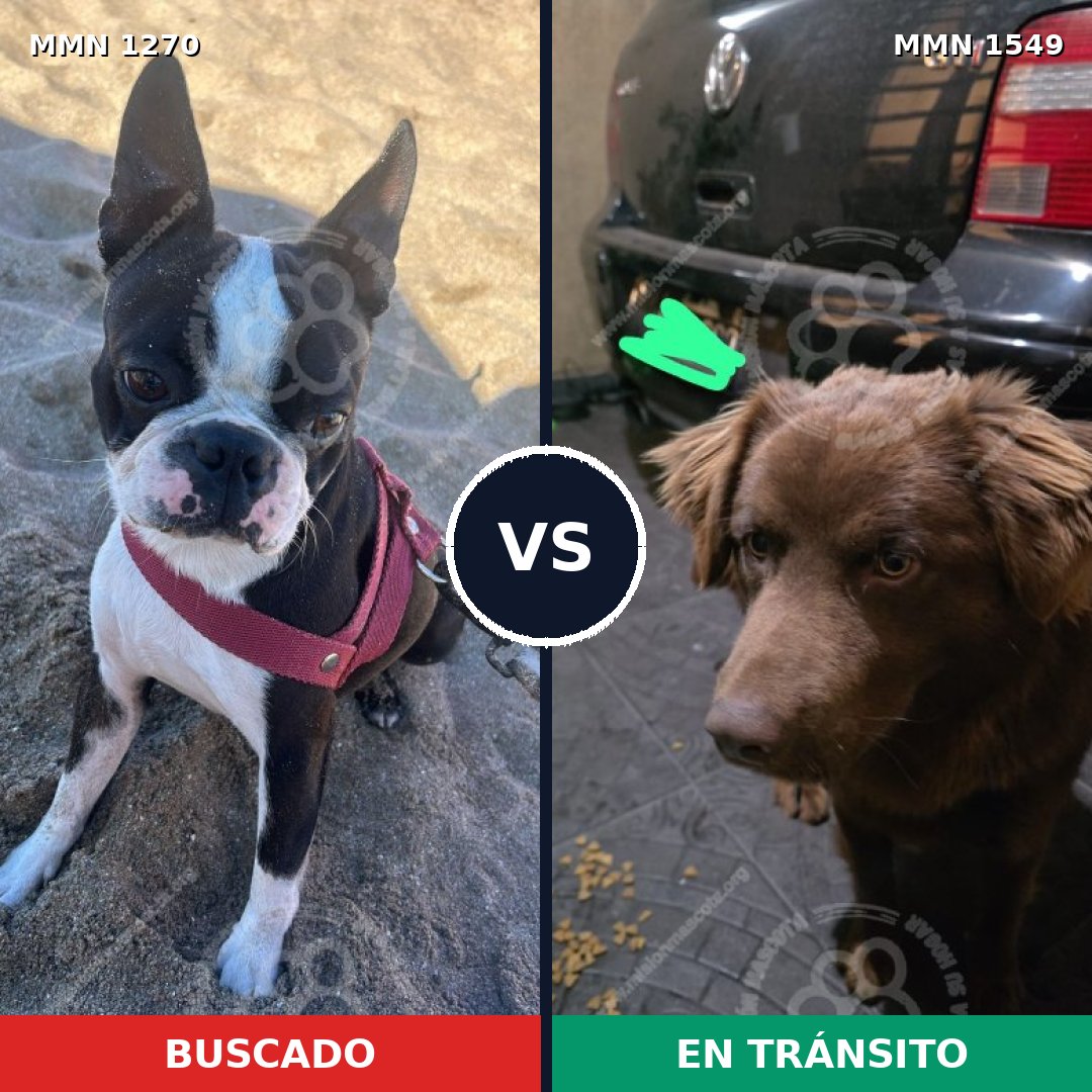 Comparativa MMS 30584: mascota perdida y mascota encontrada, 34% de similitud