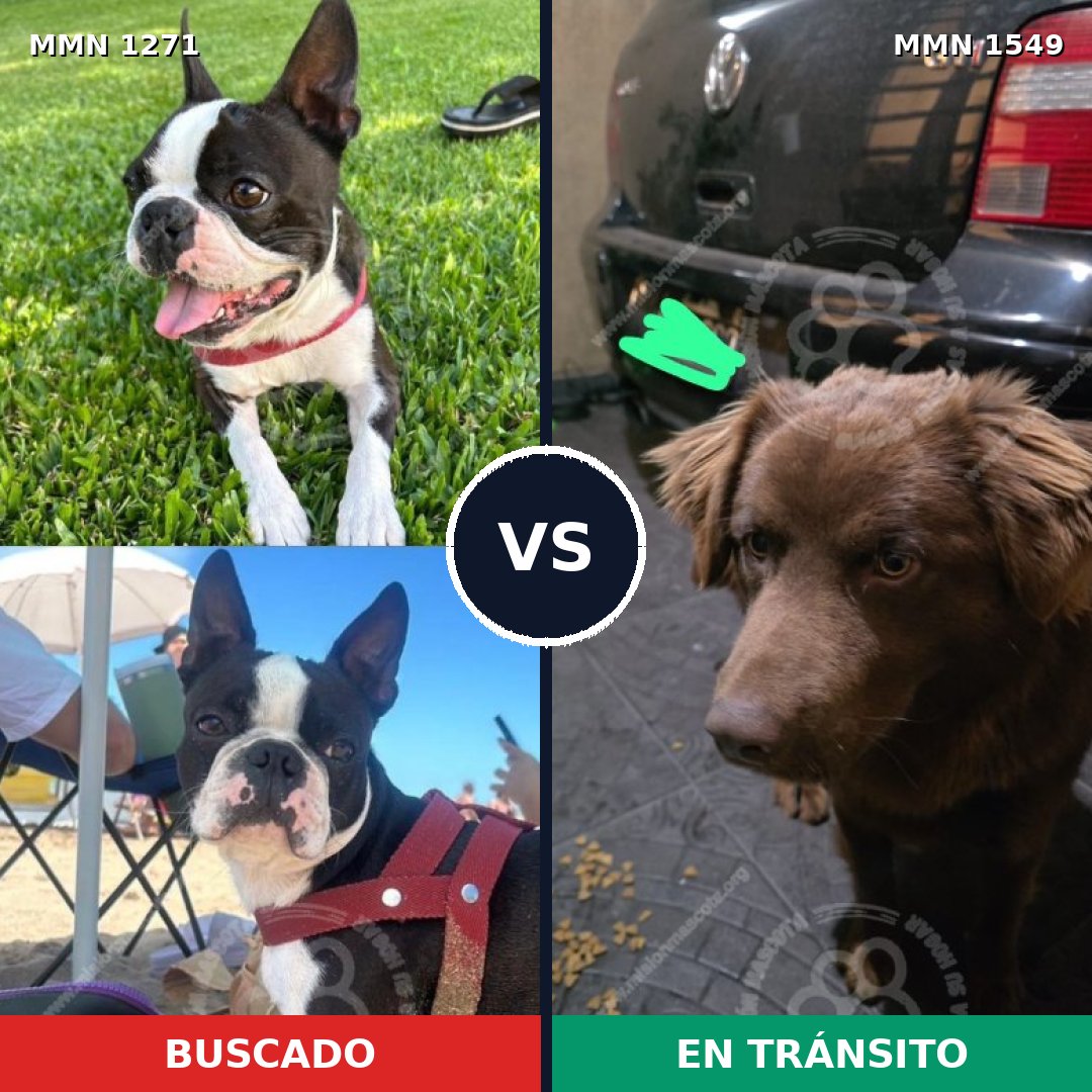 Comparativa MMS 30585: mascota perdida y mascota encontrada, 34% de similitud