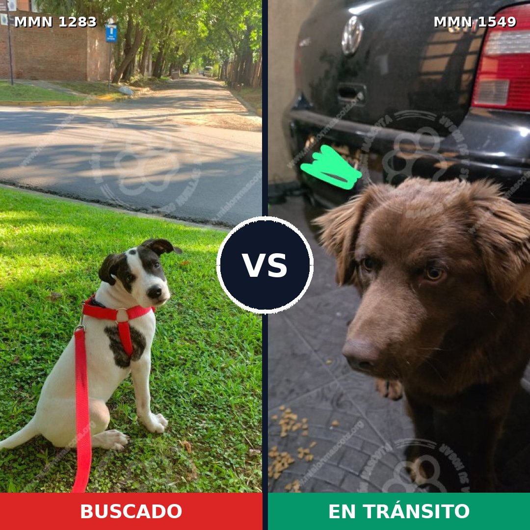 Comparativa MMS 30588: mascota perdida y mascota encontrada, 60% de similitud