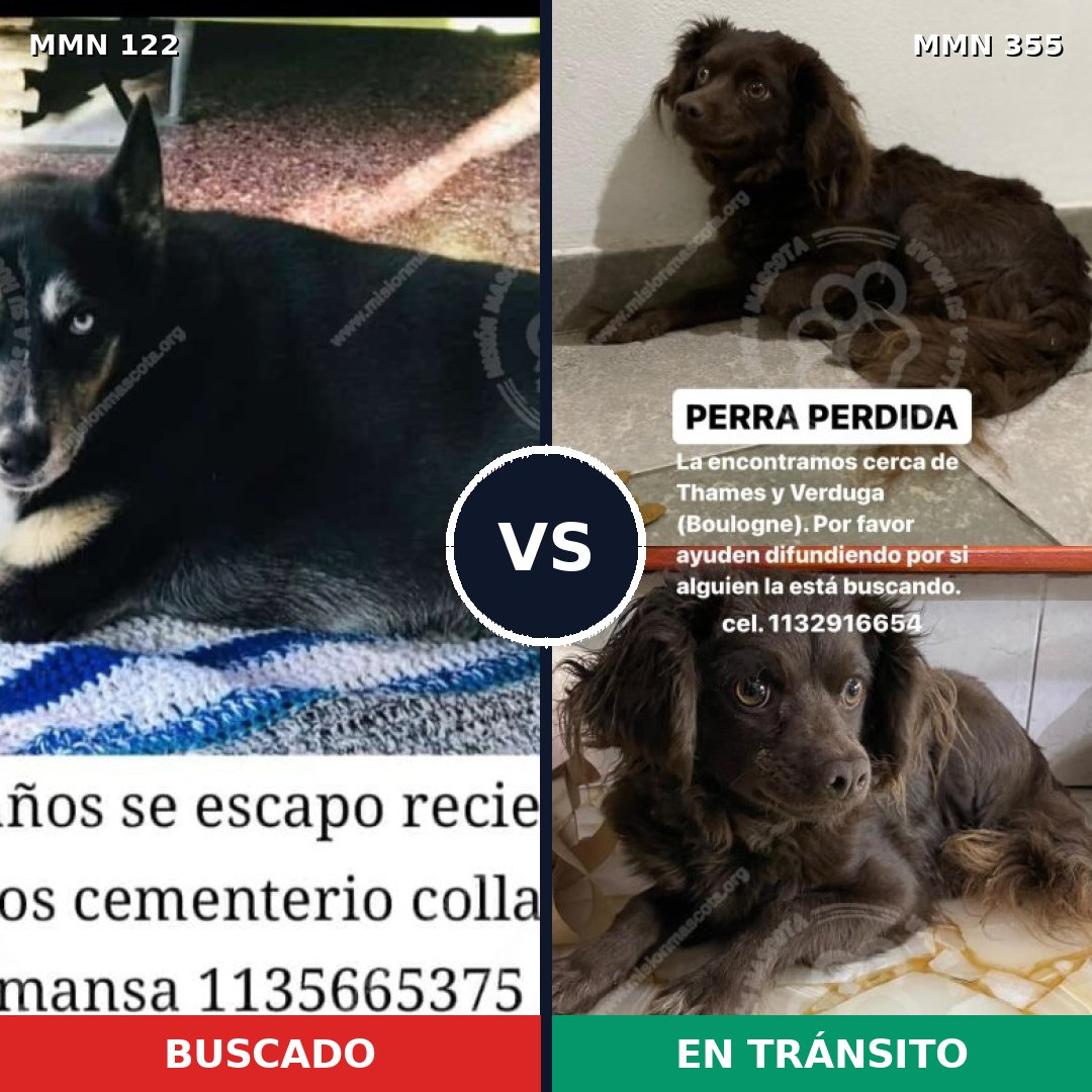 Comparativa MMS 3059: mascota perdida y mascota encontrada, 44% de similitud