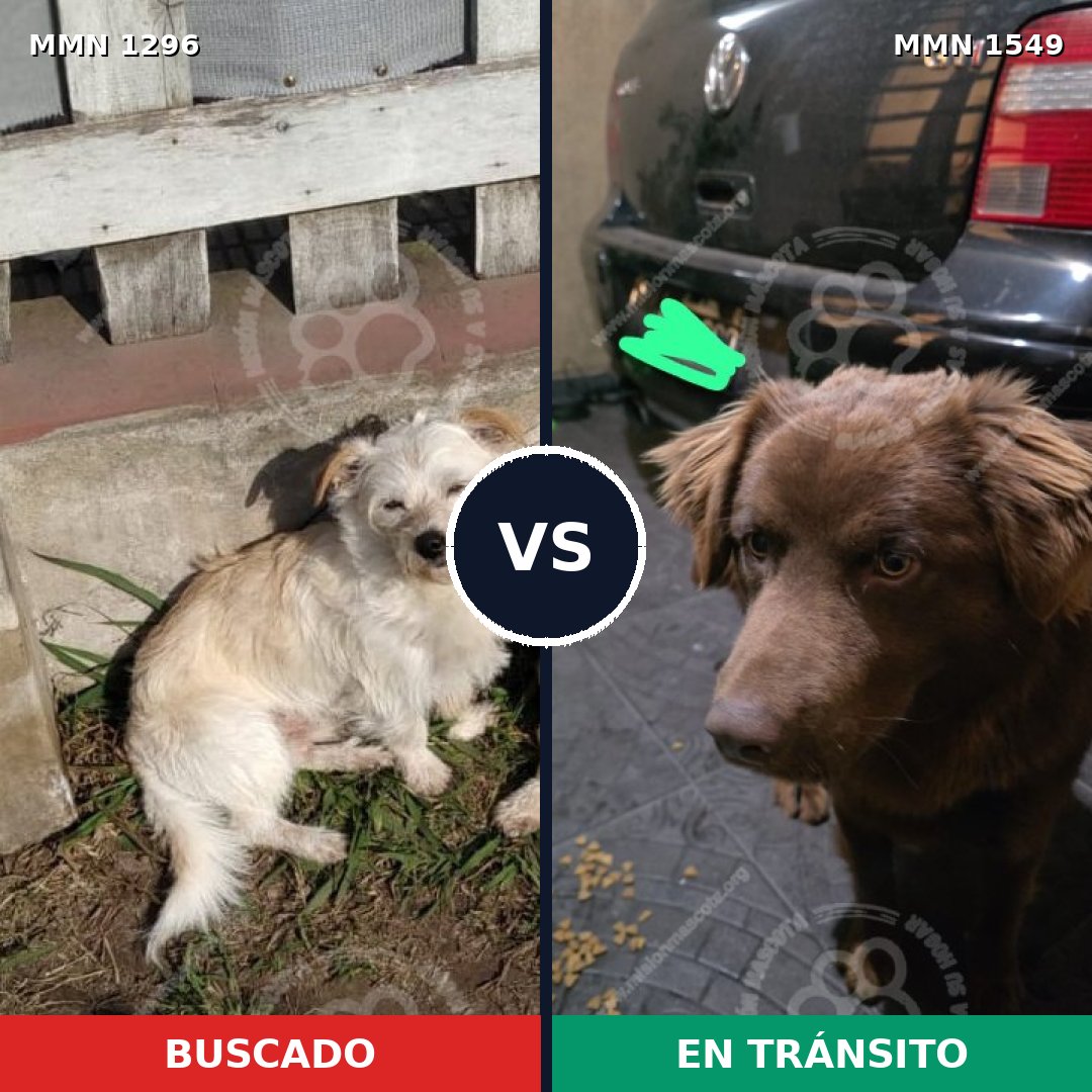 Comparativa MMS 30591: mascota perdida y mascota encontrada, 61% de similitud