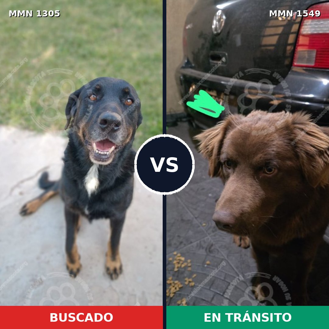 Comparativa MMS 30594: mascota perdida y mascota encontrada, 61% de similitud