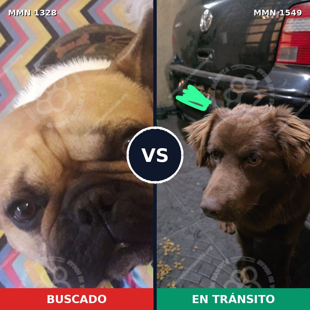 Comparativa MMS 30596: mascota perdida y mascota encontrada, 42% de similitud