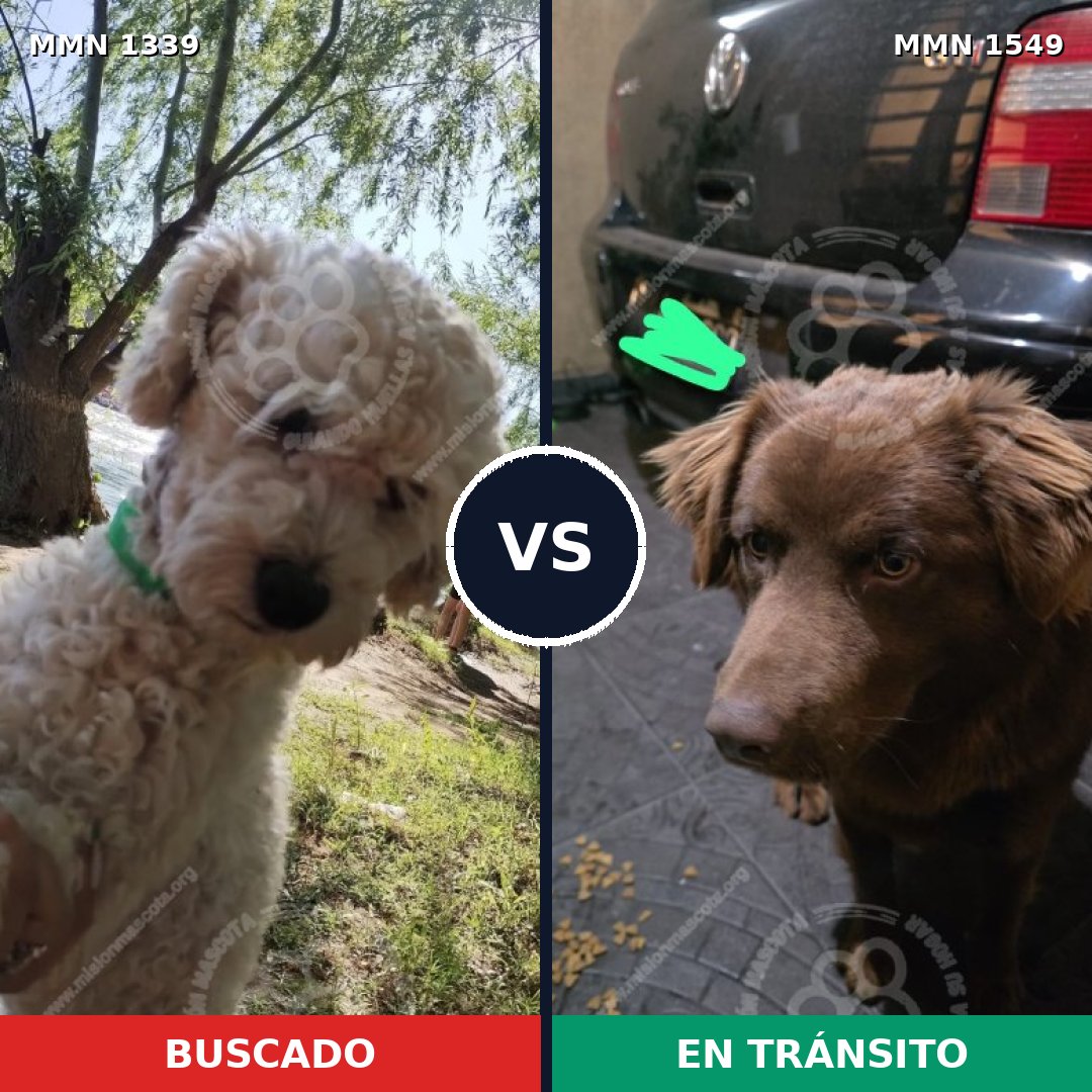 Comparativa MMS 30598: mascota perdida y mascota encontrada, 39% de similitud