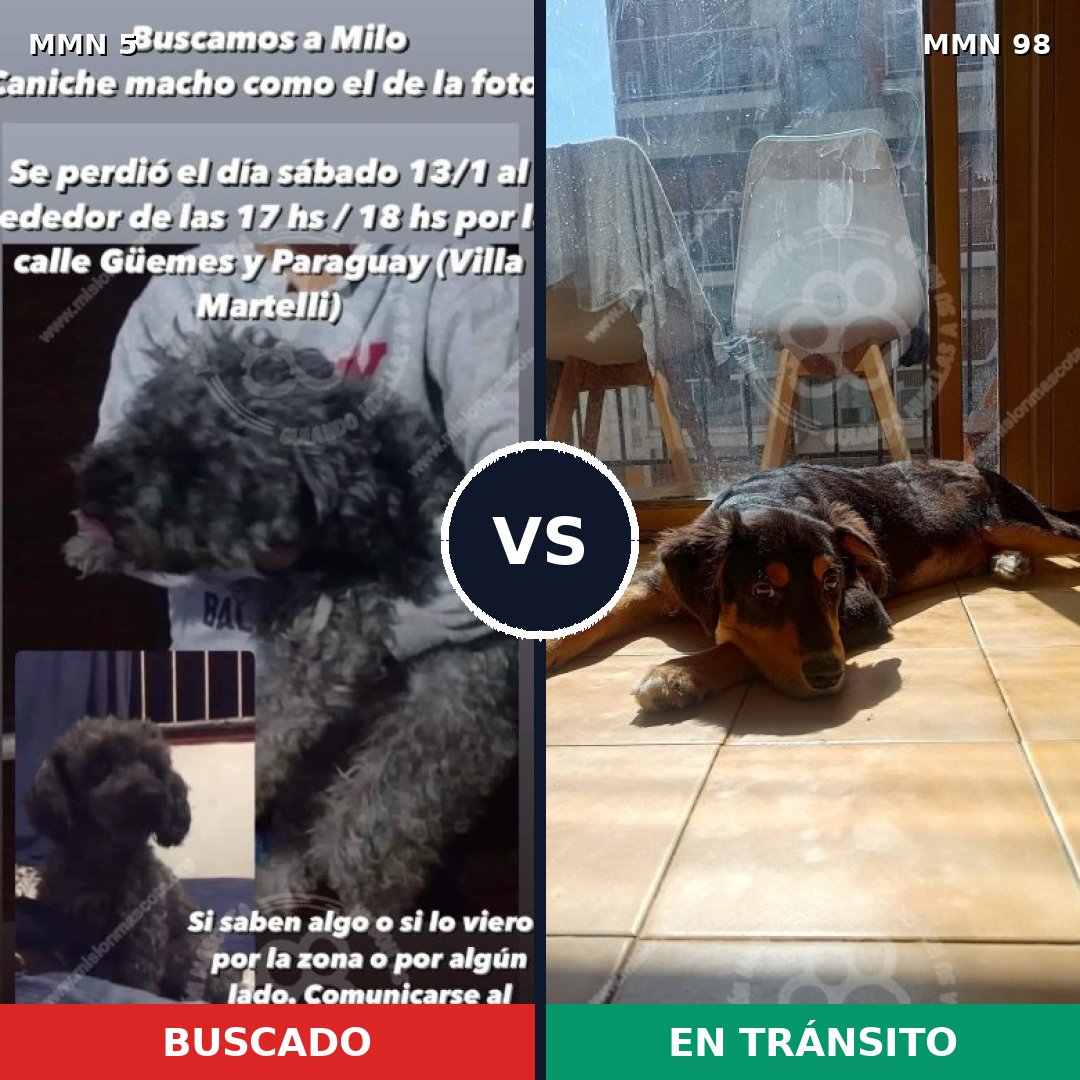 Comparativa MMS 306: mascota perdida y mascota encontrada, 36% de similitud
