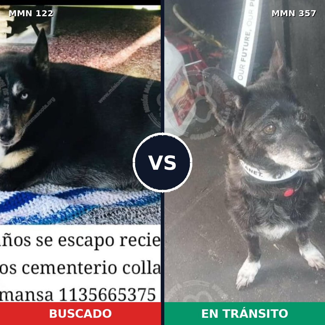 Comparativa MMS 3060: mascota perdida y mascota encontrada, 63% de similitud