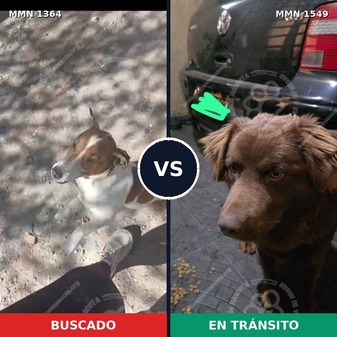 Comparativa MMS 30600: mascota perdida y mascota encontrada, 35% de similitud