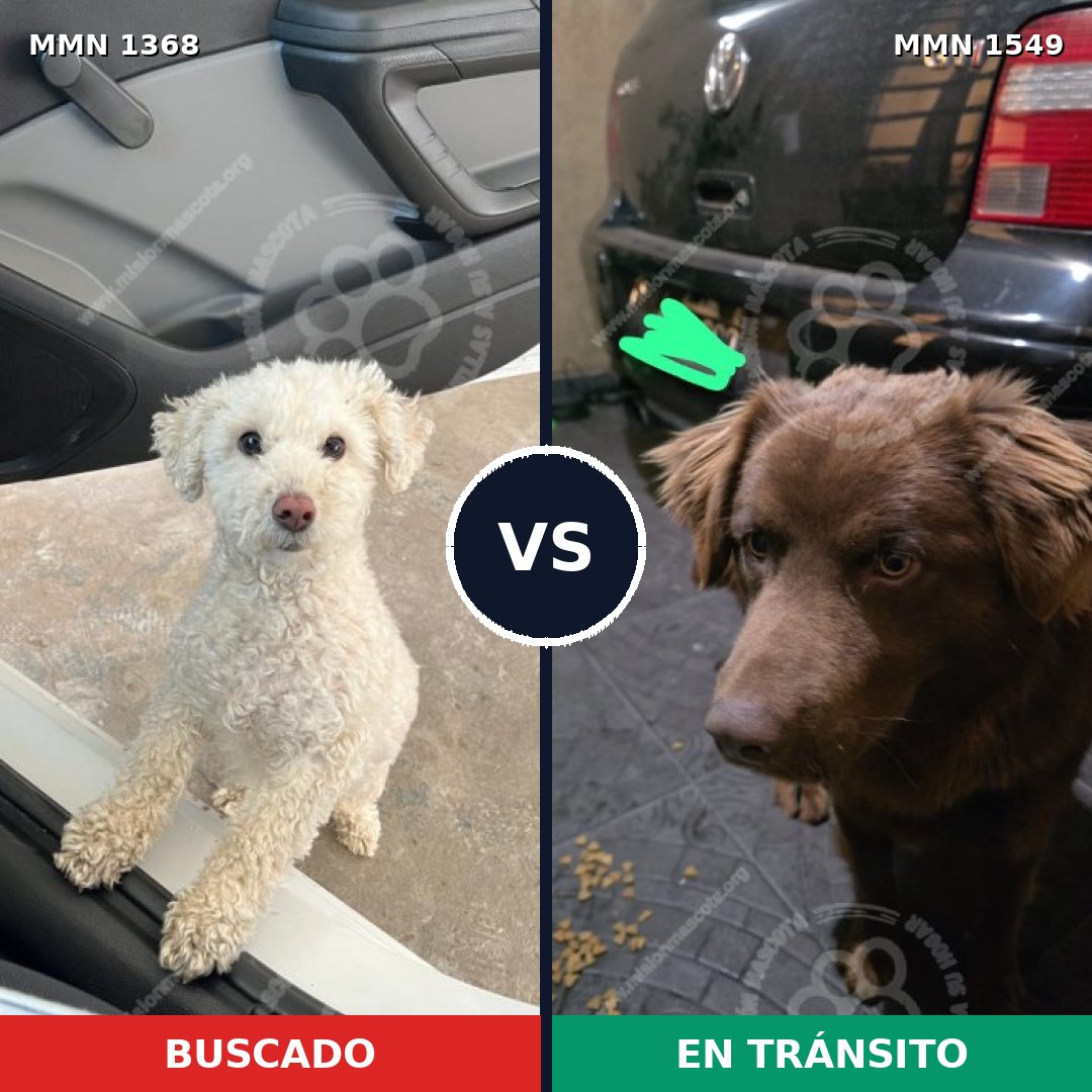 Comparativa MMS 30601: mascota perdida y mascota encontrada, 37% de similitud