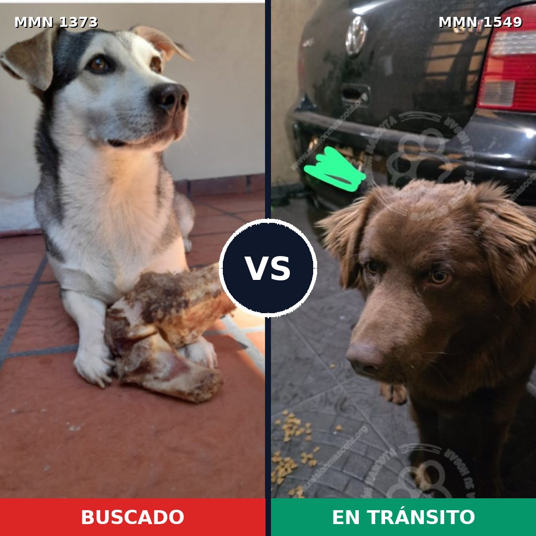 Comparativa MMS 30602: mascota perdida y mascota encontrada, 59% de similitud