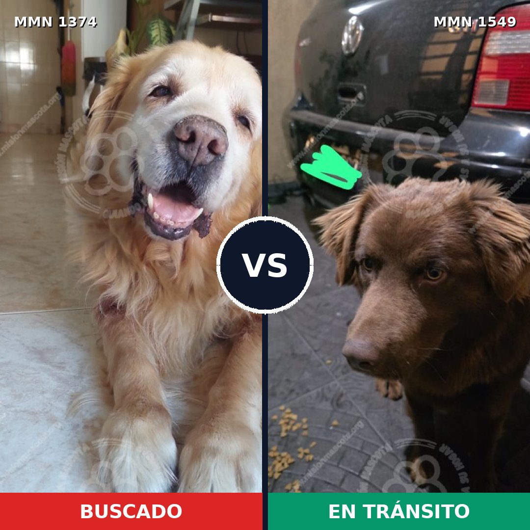 Comparativa MMS 30603: mascota perdida y mascota encontrada, 36% de similitud