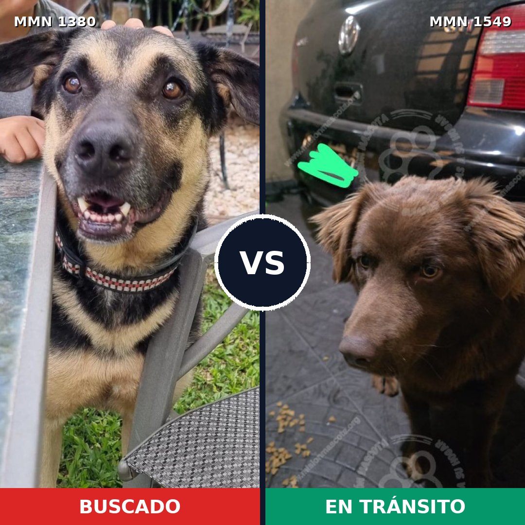 Comparativa MMS 30605: mascota perdida y mascota encontrada, 57% de similitud