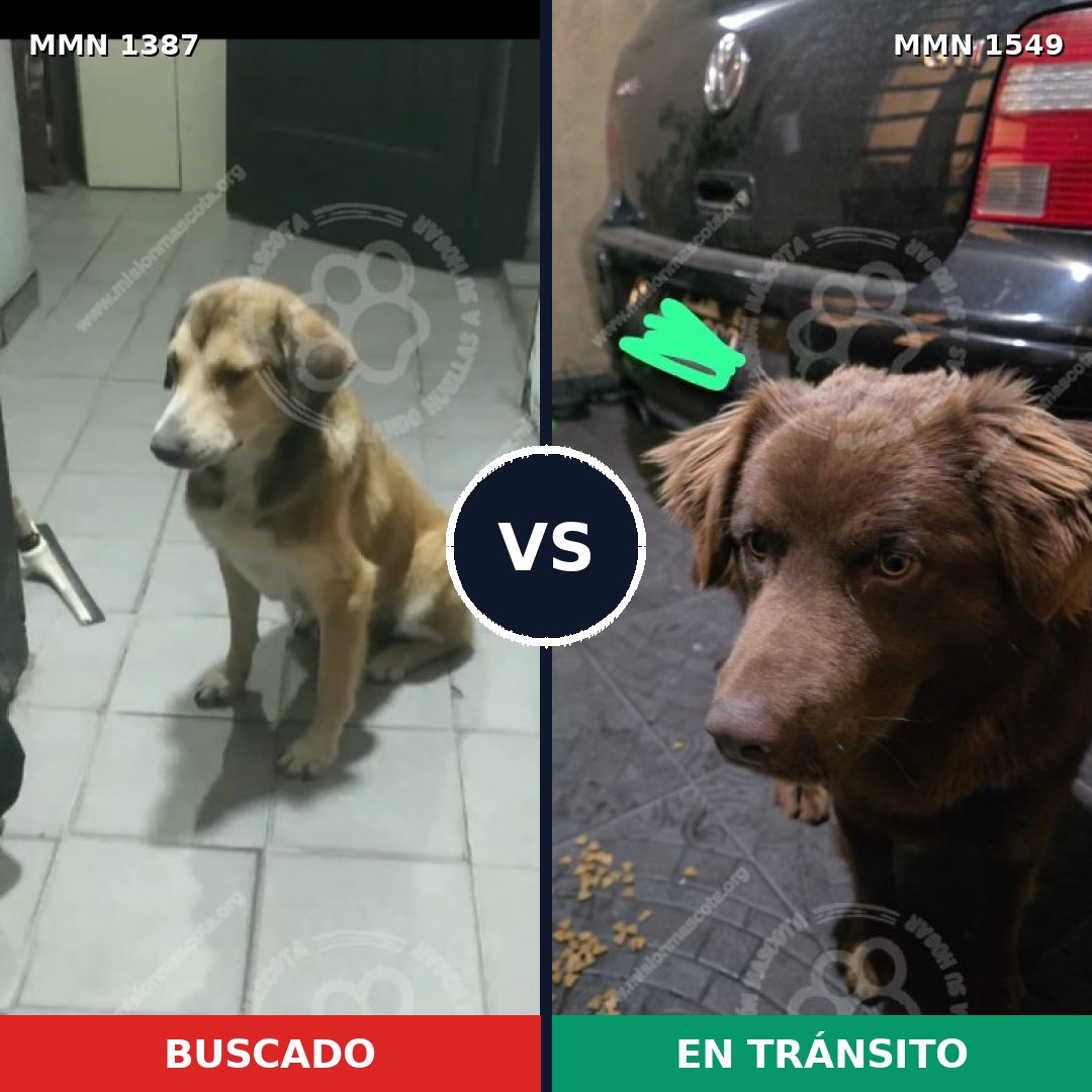 Comparativa MMS 30607: mascota perdida y mascota encontrada, 70% de similitud