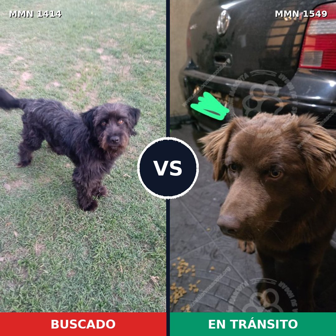 Comparativa MMS 30609: mascota perdida y mascota encontrada, 48% de similitud