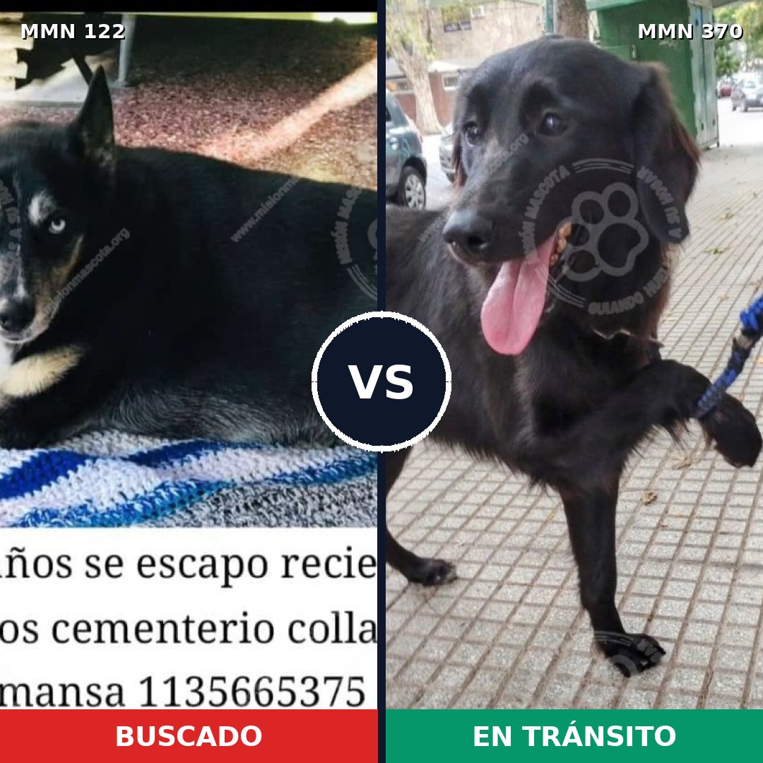 Comparativa MMS 3061: mascota perdida y mascota encontrada, 63% de similitud