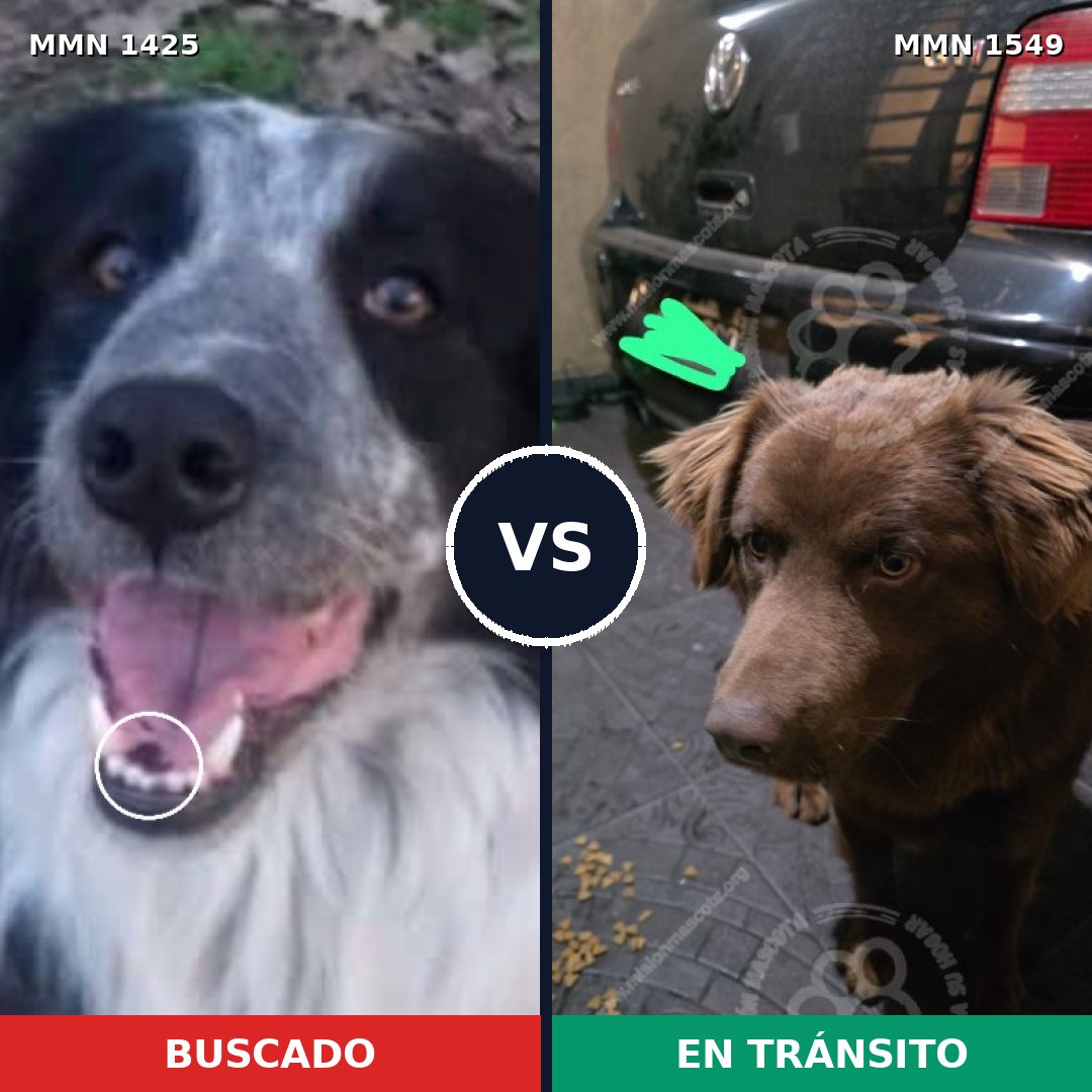 Comparativa MMS 30611: mascota perdida y mascota encontrada, 45% de similitud