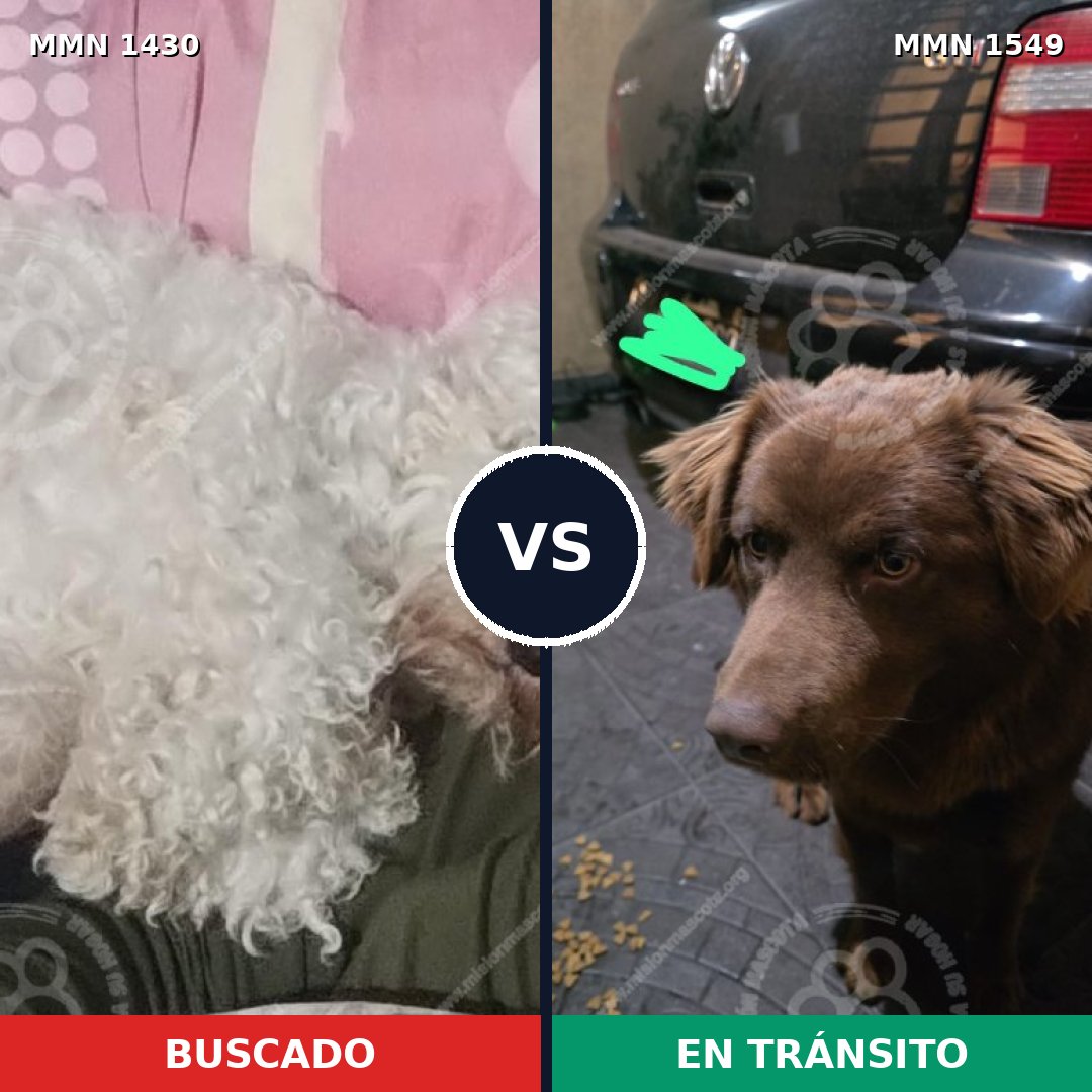 Comparativa MMS 30612: mascota perdida y mascota encontrada, 37% de similitud