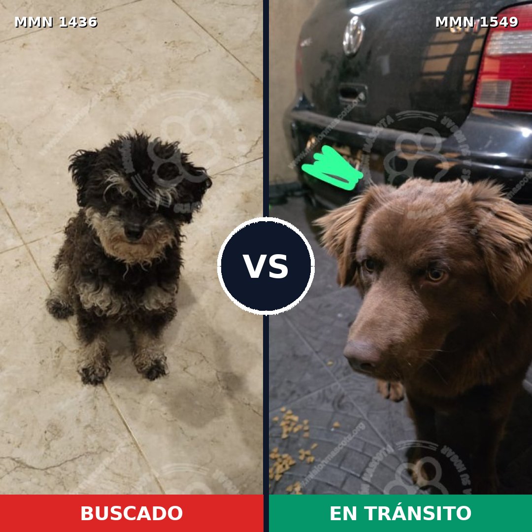 Comparativa MMS 30613: mascota perdida y mascota encontrada, 51% de similitud