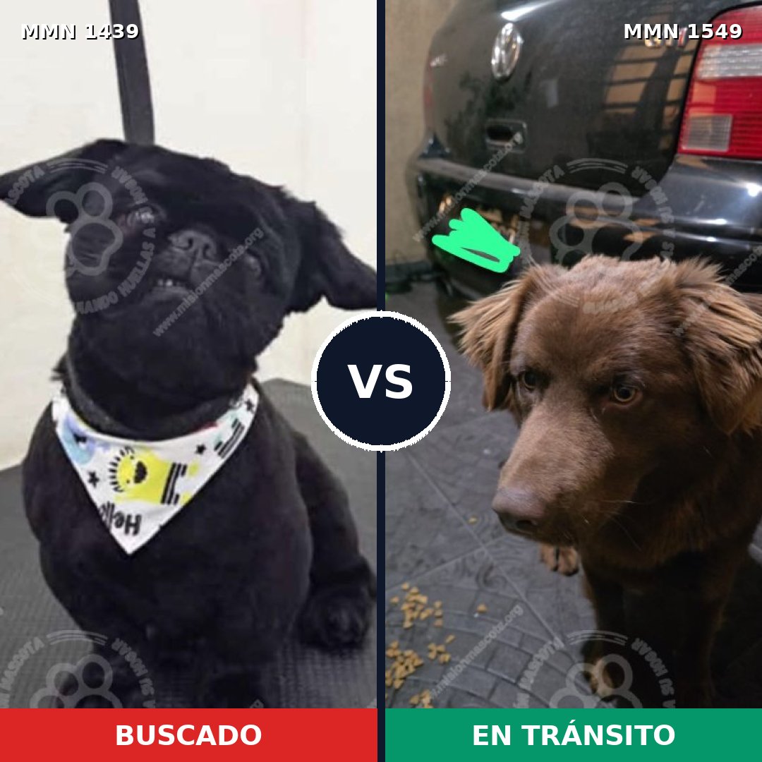 Comparativa MMS 30614: mascota perdida y mascota encontrada, 27% de similitud
