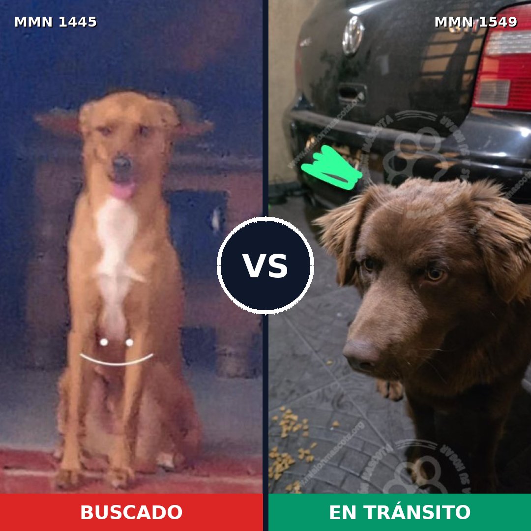 Comparativa MMS 30615: mascota perdida y mascota encontrada, 84% de similitud