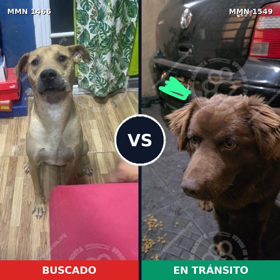 Comparativa MMS 30617: mascota perdida y mascota encontrada, 73% de similitud