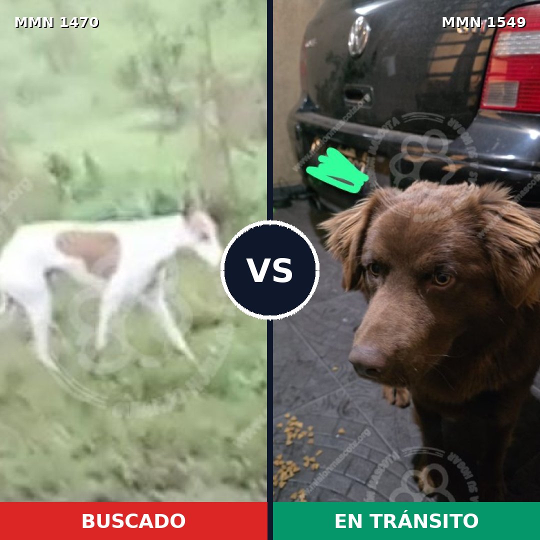 Comparativa MMS 30618: mascota perdida y mascota encontrada, 48% de similitud
