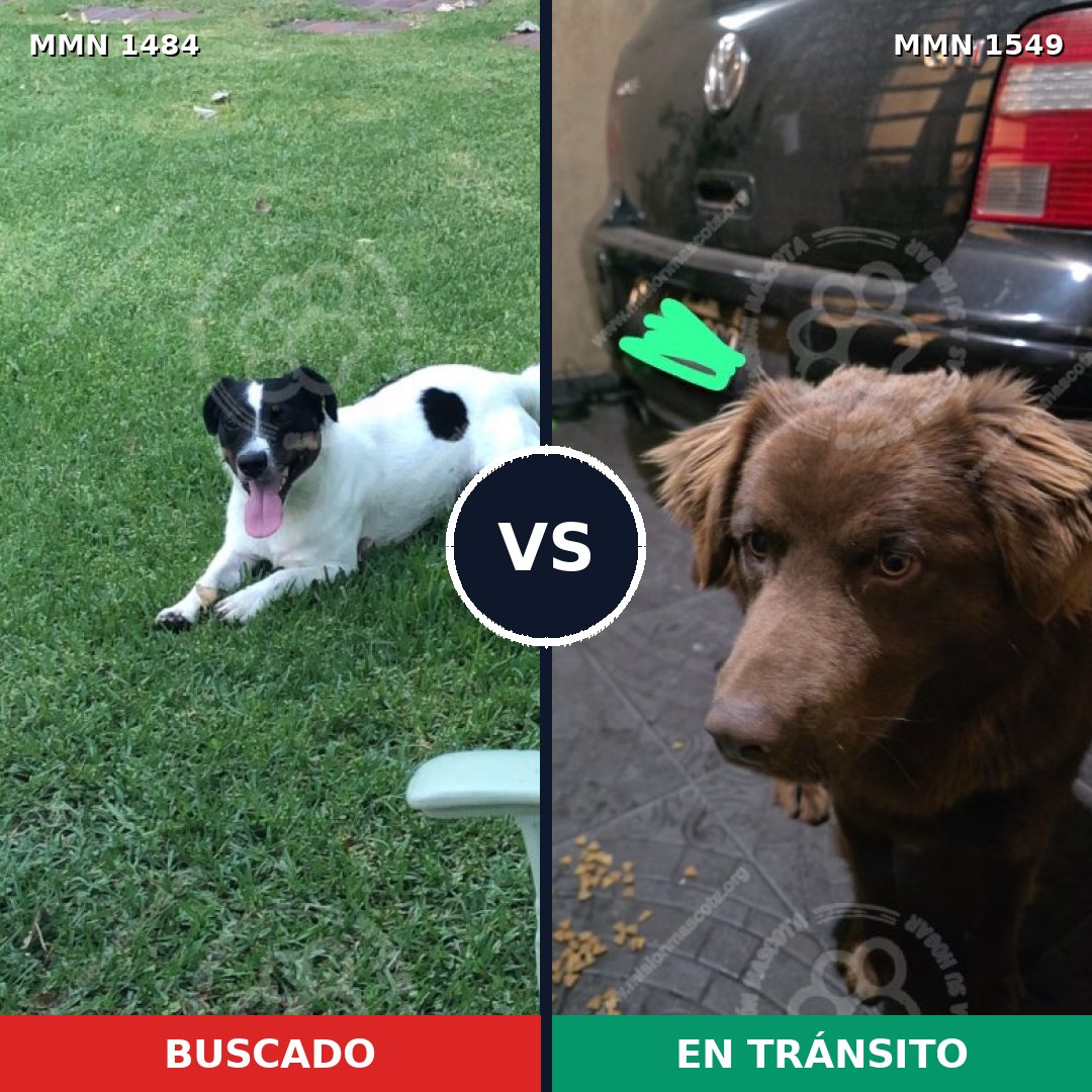 Comparativa MMS 30619: mascota perdida y mascota encontrada, 35% de similitud