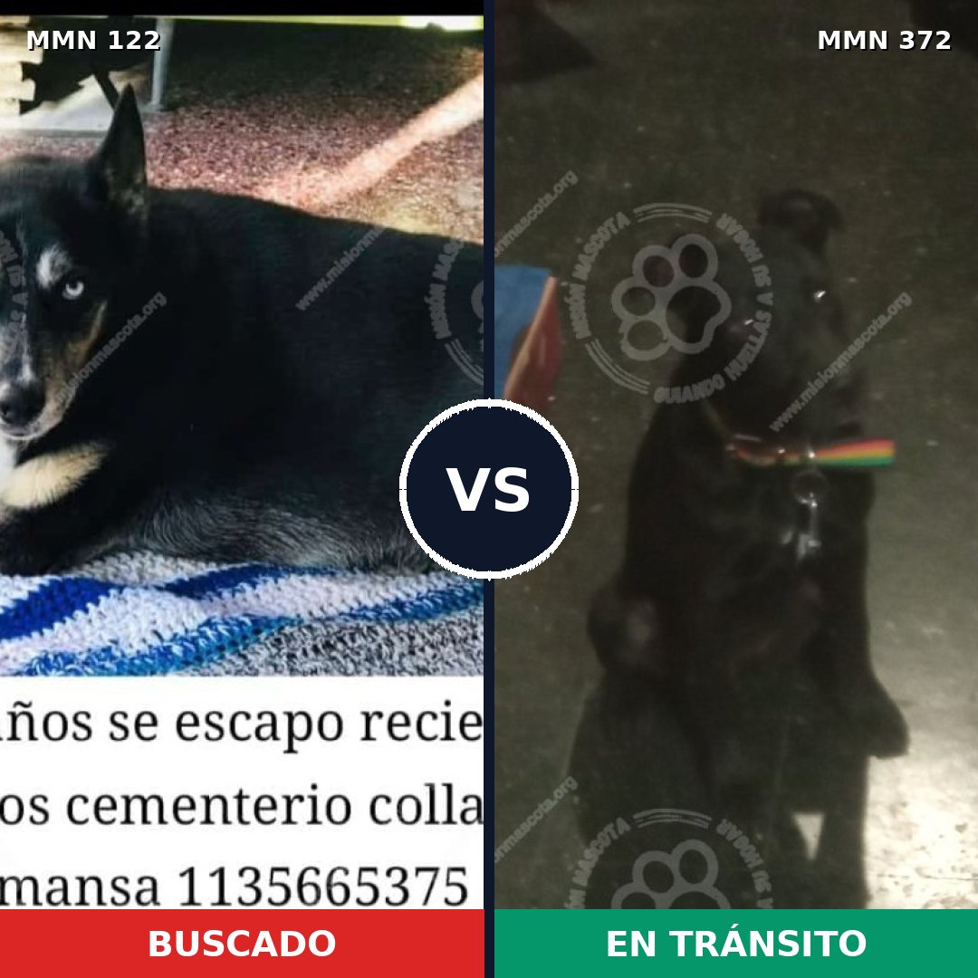 Comparativa MMS 3062: mascota perdida y mascota encontrada, 63% de similitud