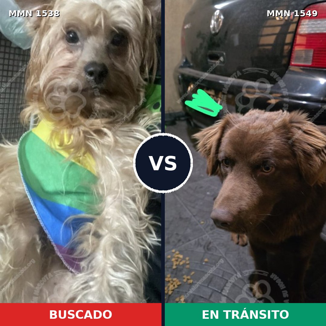 Comparativa MMS 30621: mascota perdida y mascota encontrada, 60% de similitud