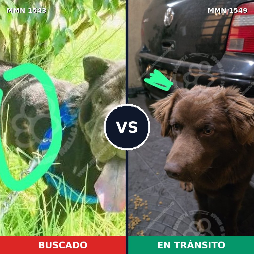 Comparativa MMS 30622: mascota perdida y mascota encontrada, 43% de similitud