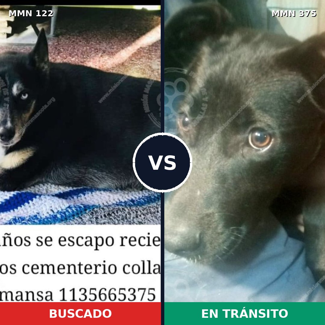 Comparativa MMS 3063: mascota perdida y mascota encontrada, 63% de similitud