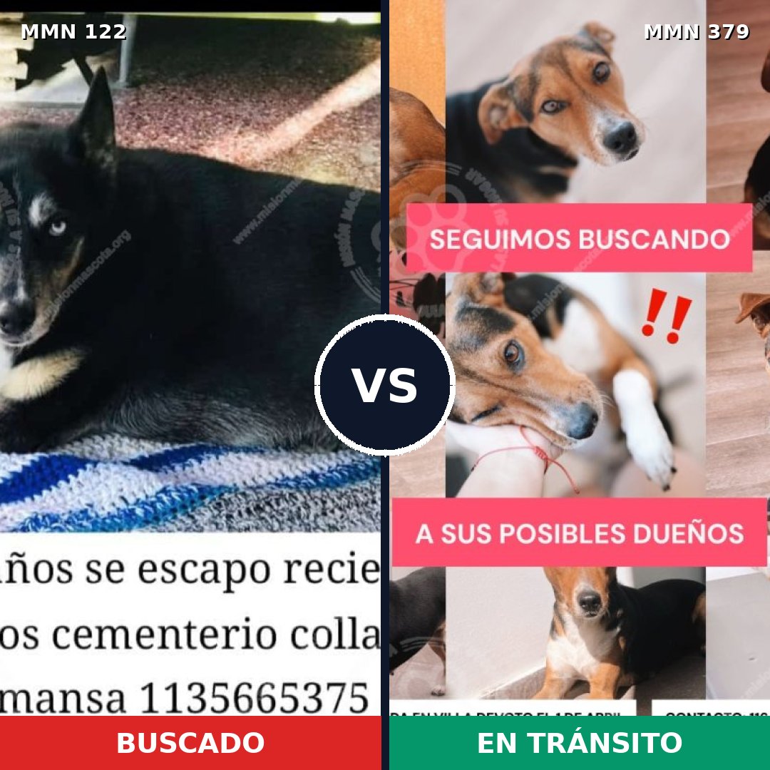 Comparativa MMS 3064: mascota perdida y mascota encontrada, 71% de similitud
