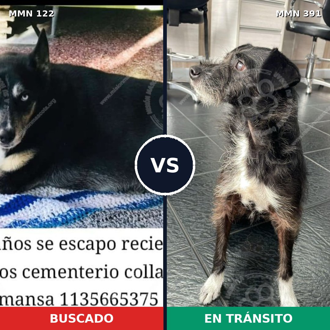 Comparativa MMS 3065: mascota perdida y mascota encontrada, 63% de similitud