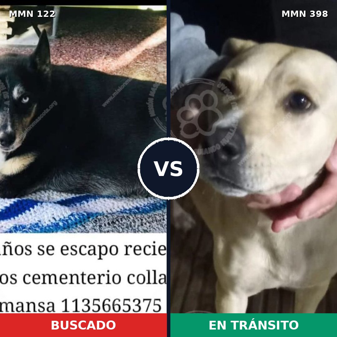 Comparativa MMS 3066: mascota perdida y mascota encontrada, 63% de similitud