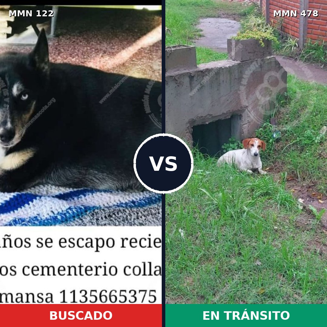 Comparativa MMS 3067: mascota perdida y mascota encontrada, 47% de similitud