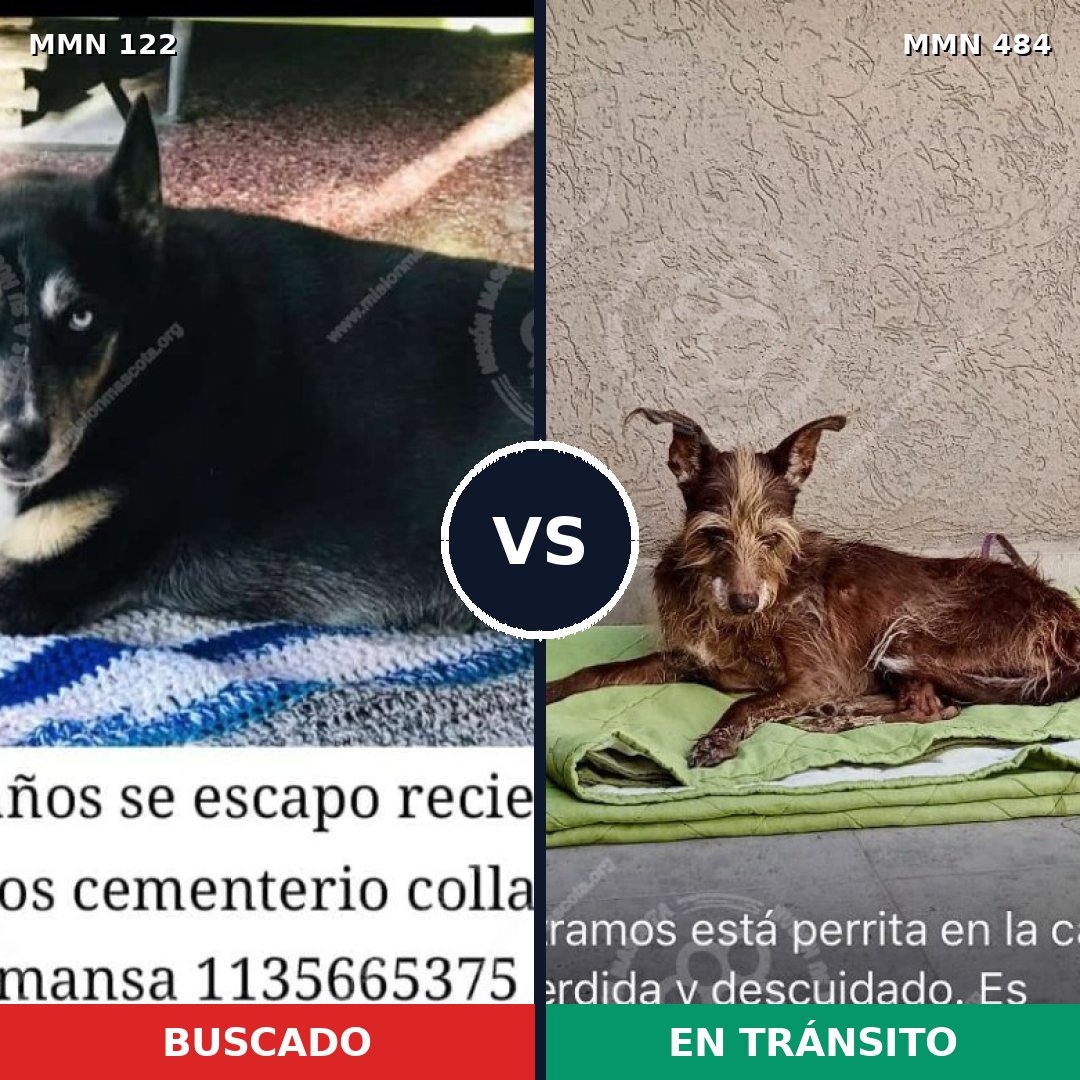 Comparativa MMS 3068: mascota perdida y mascota encontrada, 44% de similitud