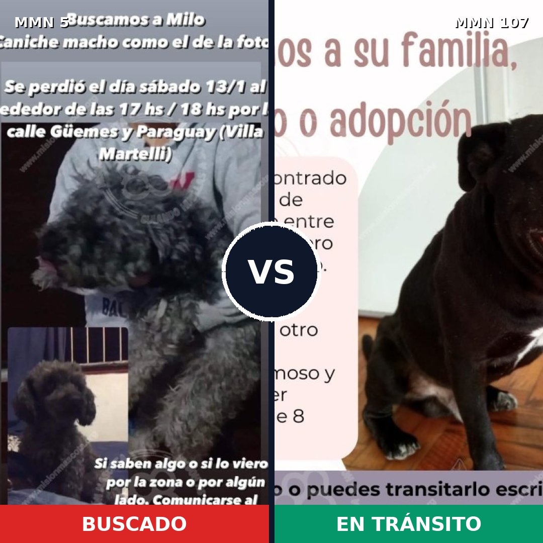 Comparativa MMS 307: mascota perdida y mascota encontrada, 37% de similitud