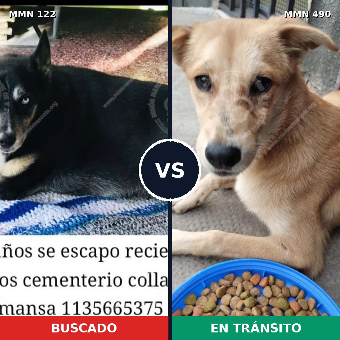Comparativa MMS 3070: mascota perdida y mascota encontrada, 32% de similitud