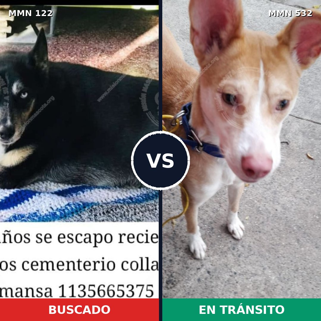 Comparativa MMS 3071: mascota perdida y mascota encontrada, 56% de similitud