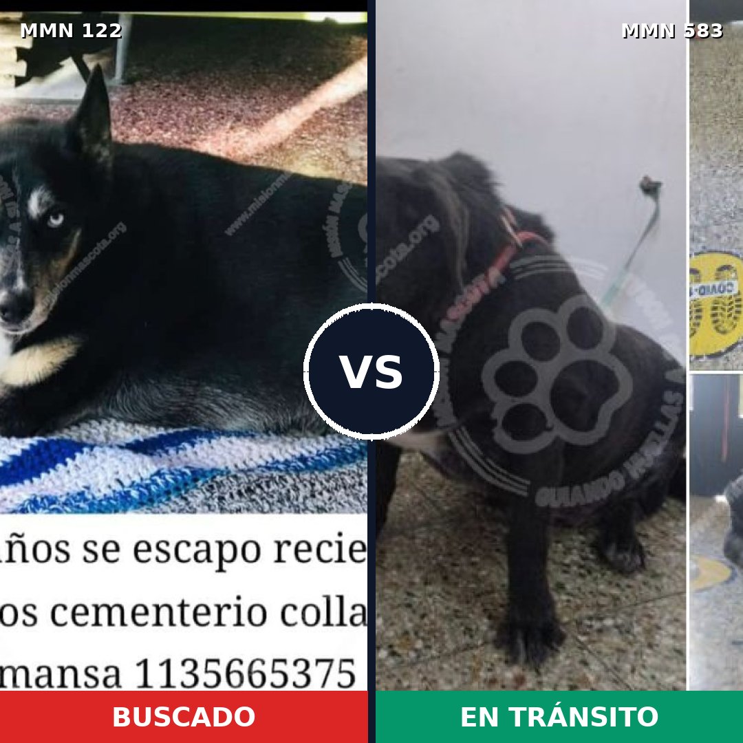 Comparativa MMS 3072: mascota perdida y mascota encontrada, 62% de similitud