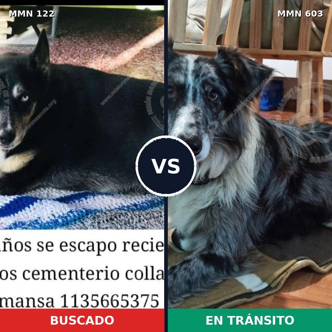 Comparativa MMS 3073: mascota perdida y mascota encontrada, 15% de similitud