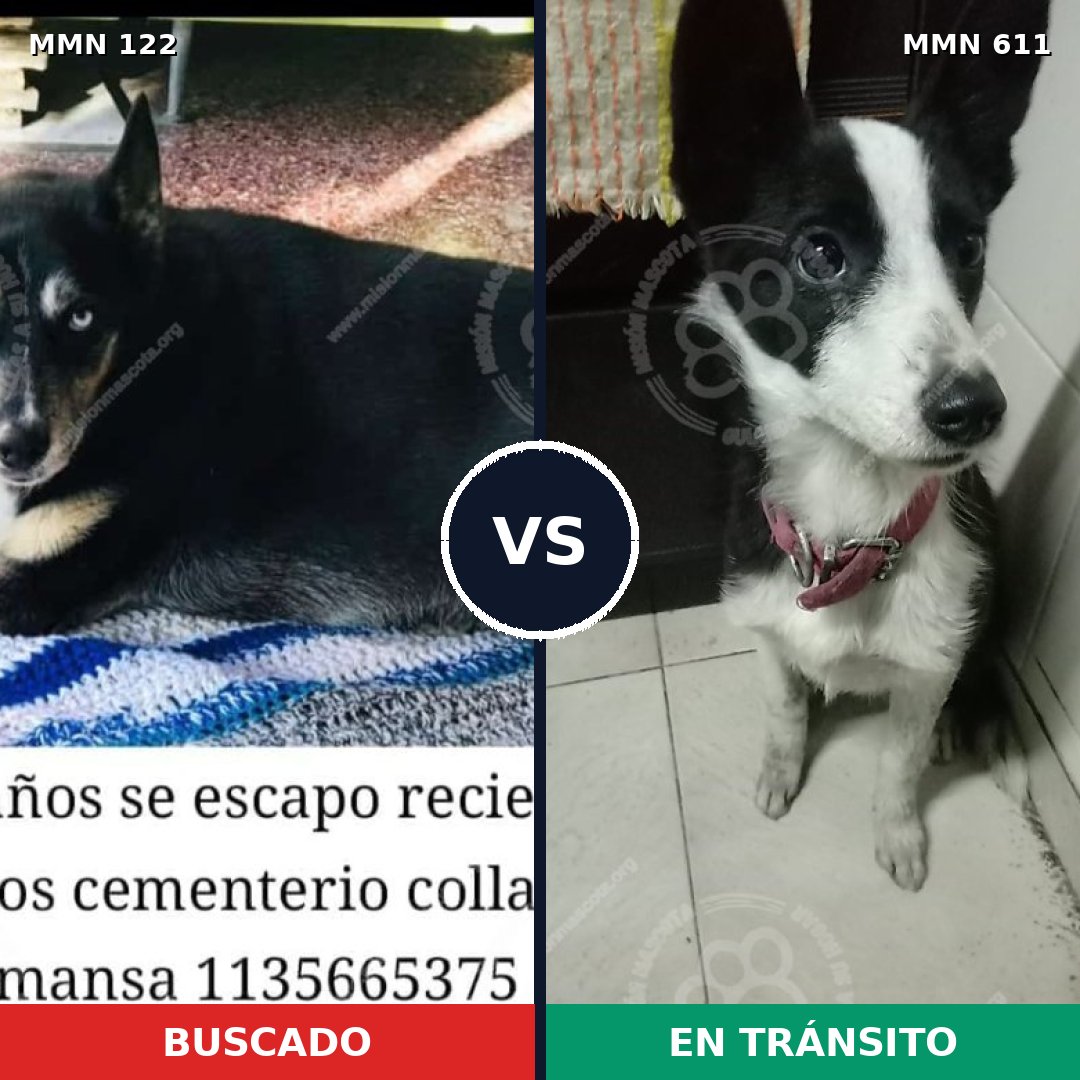 Comparativa MMS 3074: mascota perdida y mascota encontrada, 63% de similitud