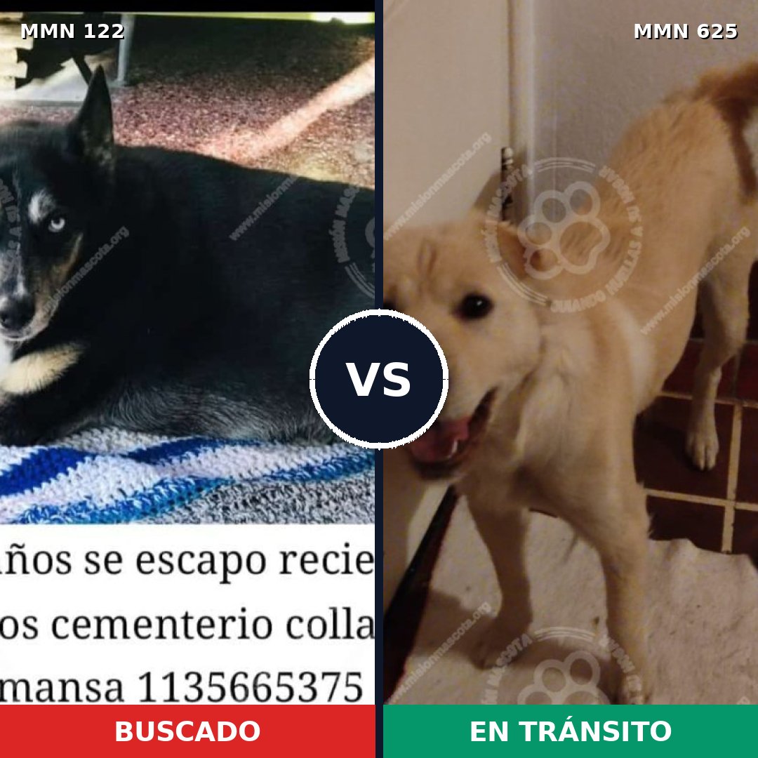 Comparativa MMS 3075: mascota perdida y mascota encontrada, 69% de similitud