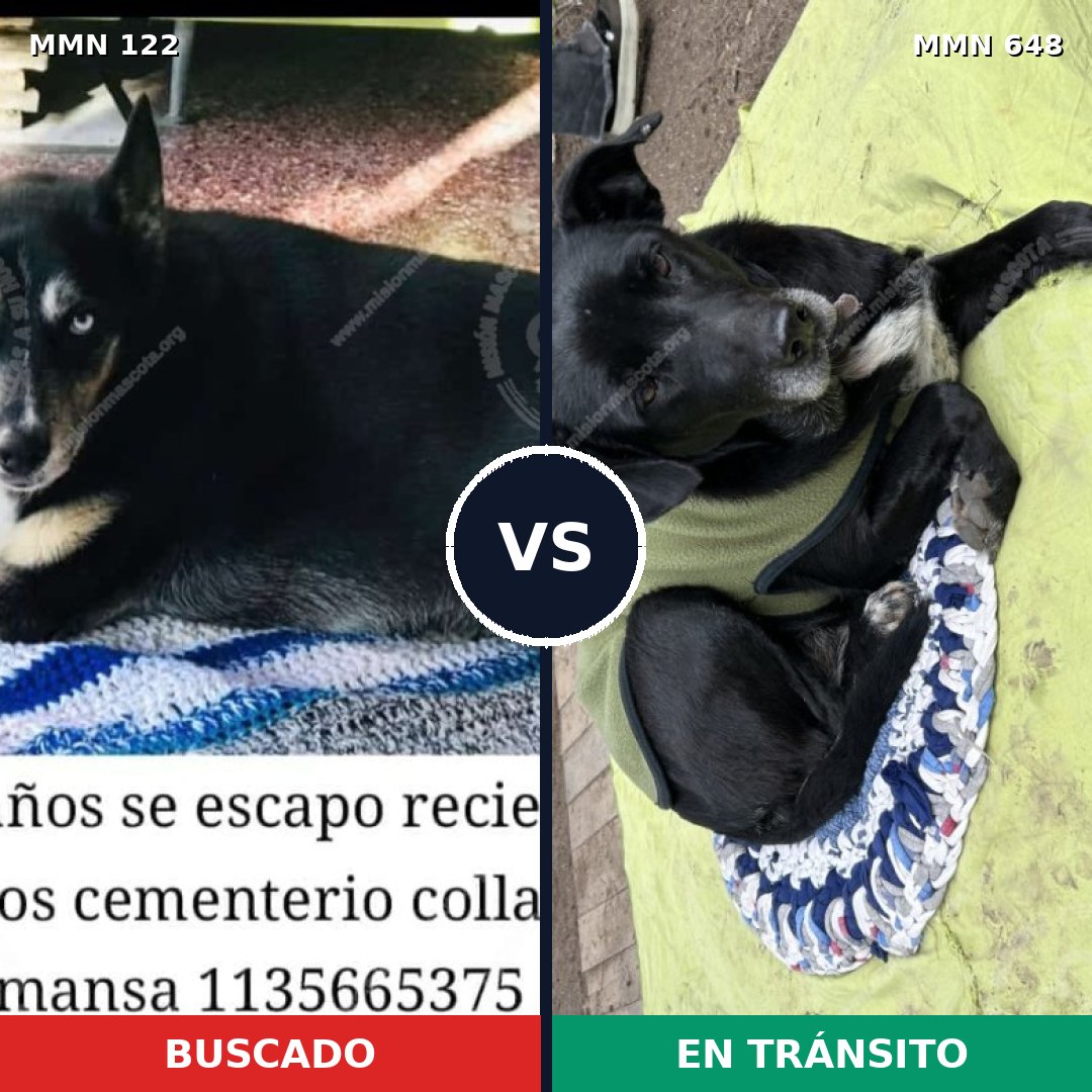 Comparativa MMS 3076: mascota perdida y mascota encontrada, 63% de similitud
