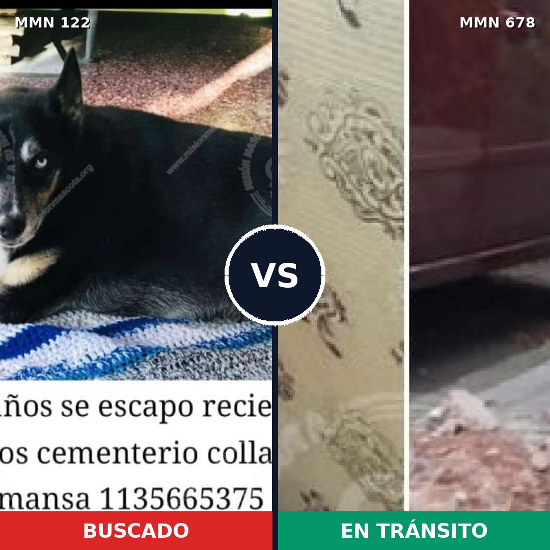 Comparativa MMS 3077: mascota perdida y mascota encontrada, 71% de similitud