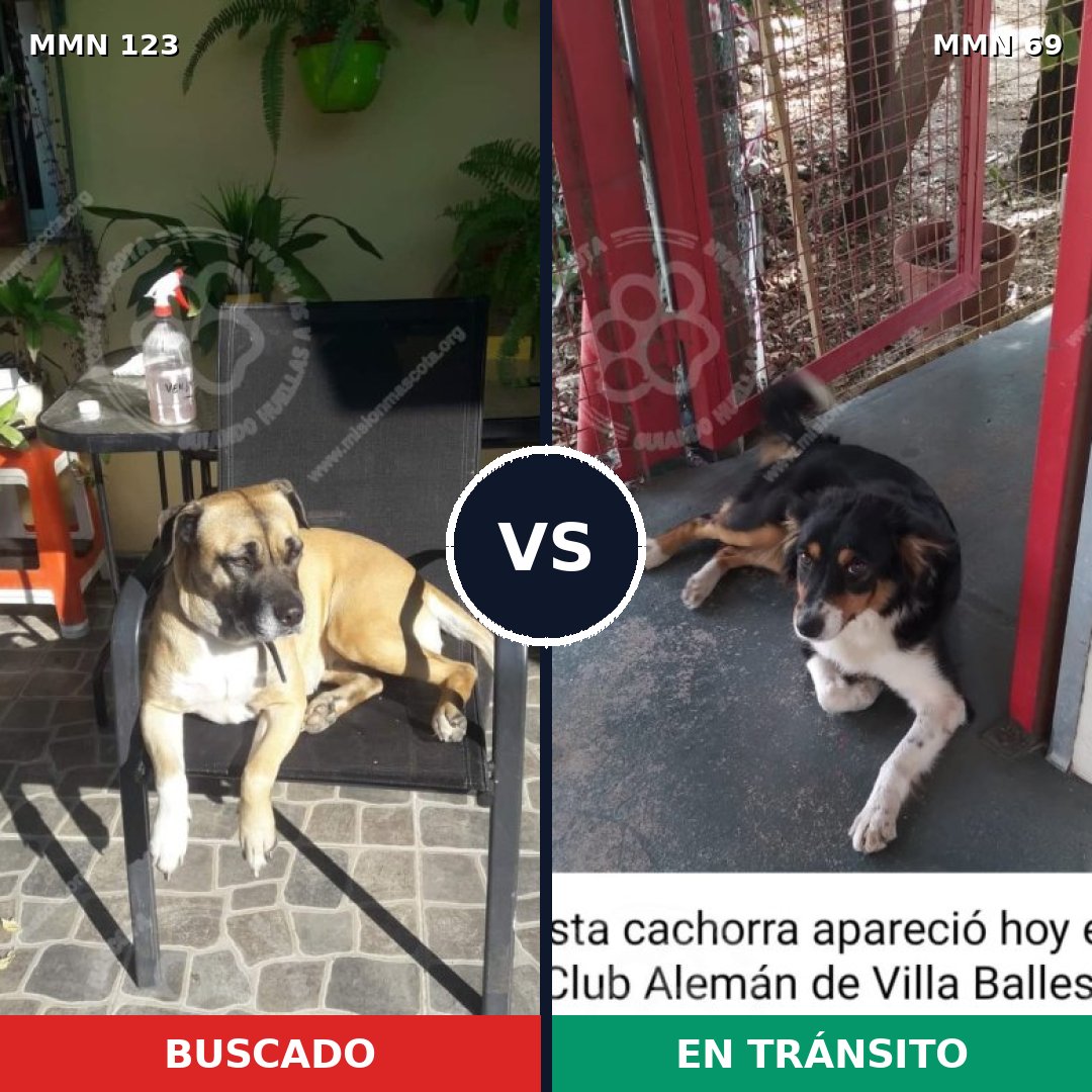 Comparativa MMS 3078: mascota perdida y mascota encontrada, 15% de similitud
